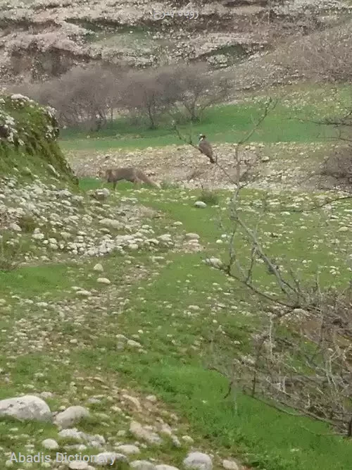 روباه سرخ